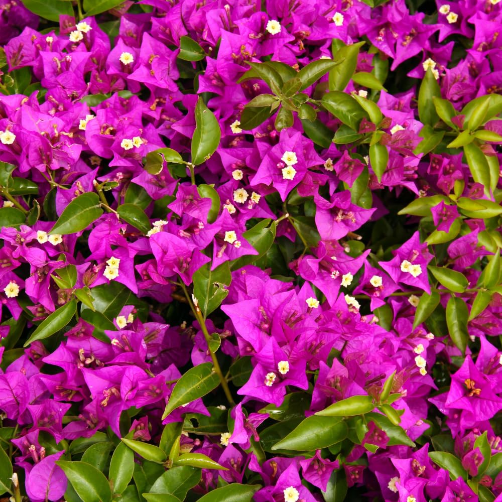 2 Bougainvillea Plants Live, Bougainvillea Flower Vine Plant, Indoor Outdoor Garden 4-7 Inches (Purple)