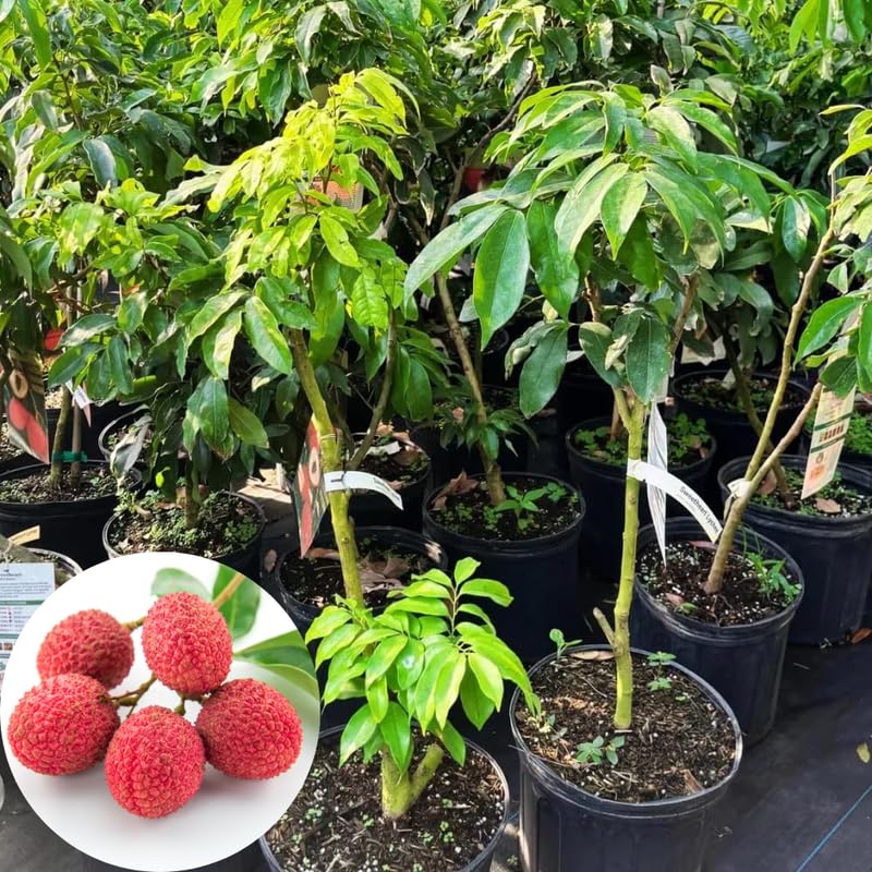 Sweet Lychee Tree Live Plant, Lychee Fruit Tree, 3 Gallon Pot, 2 to 3 Feet in Height, No Ship to CA