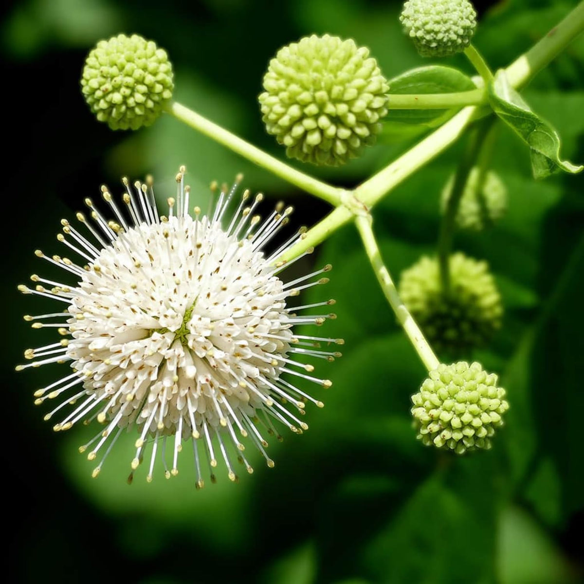 Buttonbush Plant Live, 1-2 Feet Tall Button Bush Shrub for Landscapes, Dormant in Winter