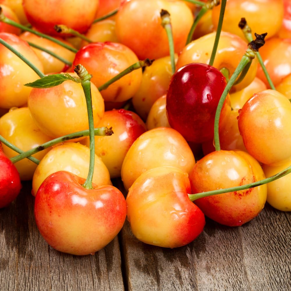 Cherry Trees Live Plants, Cold Hardy and Sweet Cherry Tree in 3 Gallon Pot, 2 to 3 Feet Tall, Cherries Fruit Plant for Outdoor Garden, No Ship to CA (Rainier)