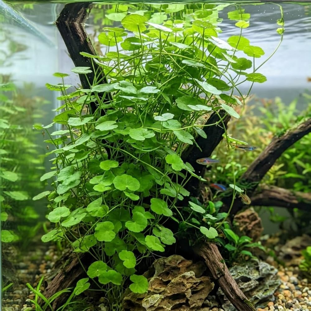 Pennywort Live Aquatic Plant, Floating Water Garden Greenery