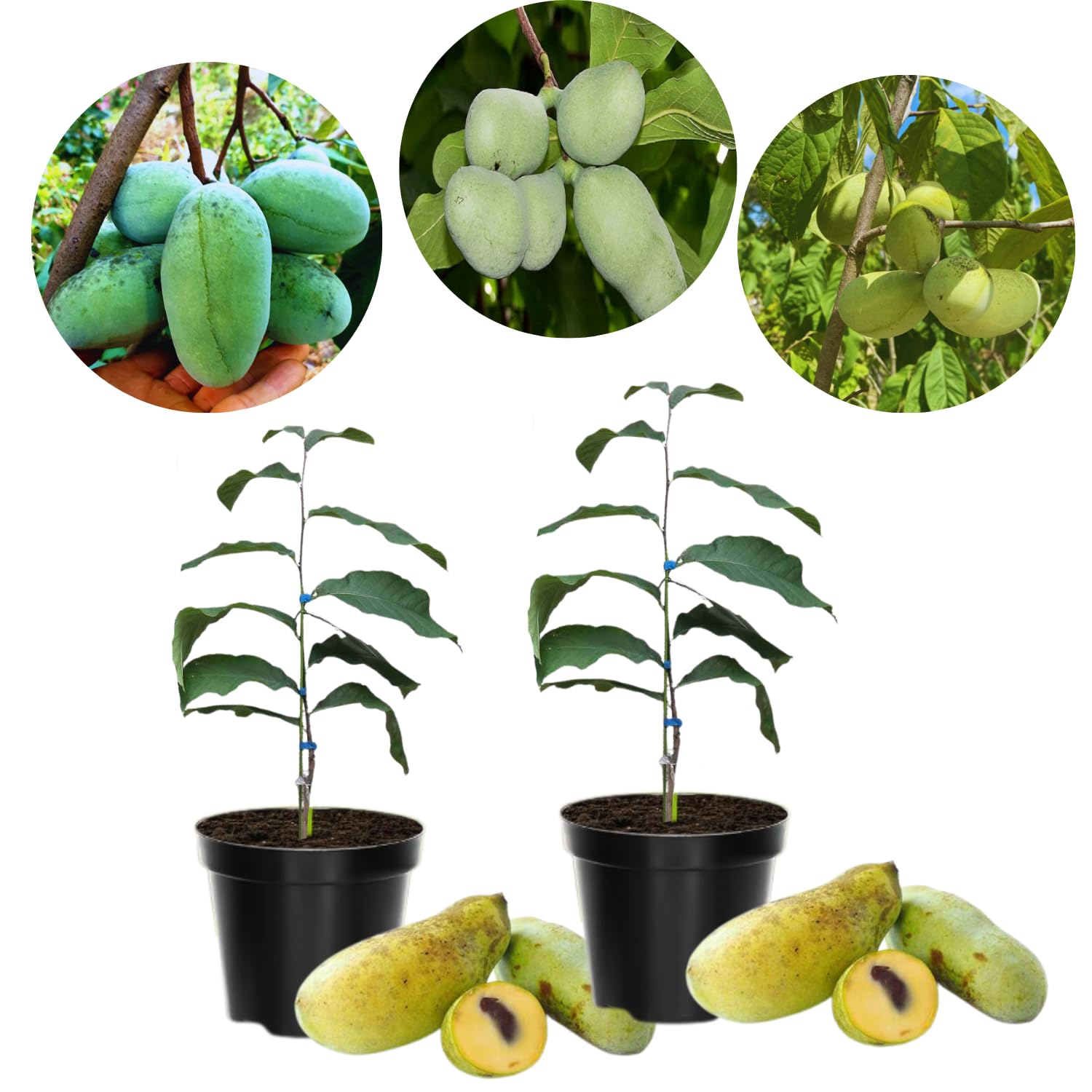Pawpaw Tree Live Plant Bare Roots, Hardy Paw Paw Plant, 6 to 12 Inc Tall, Paw Paw Live Plant in Quart Potted