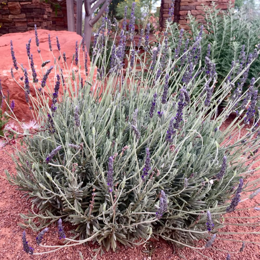 2 Lavender Plants, Live Lavender Flower Plant 2 to 4 Inch, Fragrant Shrub Indoor Outdoor Planting (Creek)