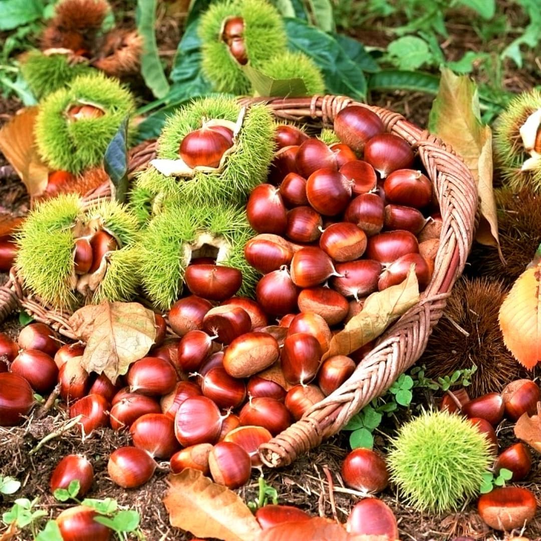 Chestnut Tree Live Plant, Fast Growing Nut Tree, Well-Rooted Seedling, Dormant in Winter, 6-12 Inches in Tall