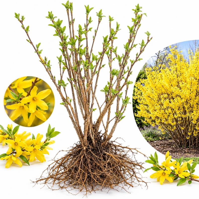 Forsythia Live Bare Root Shrub, Yellow Spring Flowering Plant, 12-24" Tall