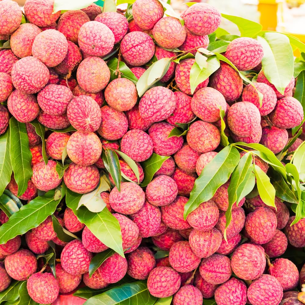 15 Sweet Lychee Seeds for Planting, Tropical Litchi Fruit Seeds to Grow