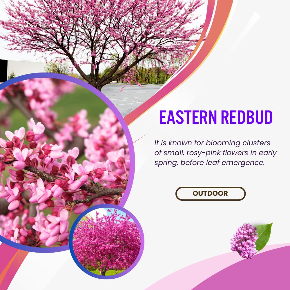 Eastern Redbud Tree Live Plant, Hardy Flowering Red Bud Plant from 1 to 2 Feet Tall, Vibrant Flowers for Outdoor Garden
