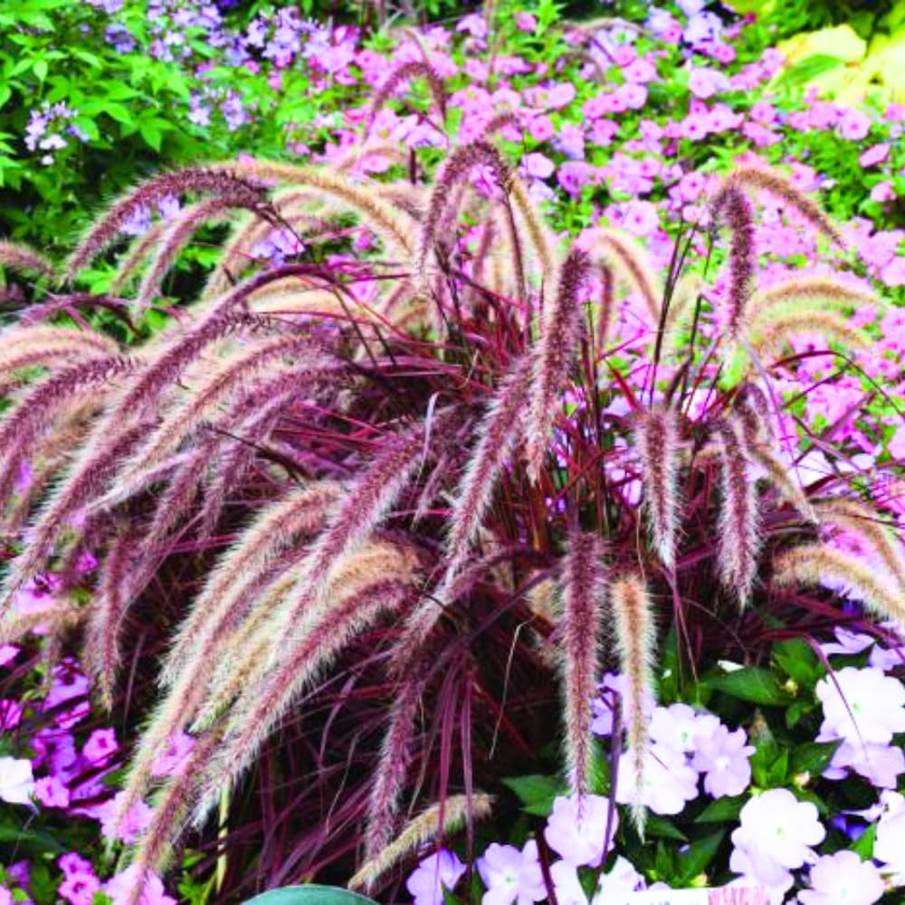 2 Fountain Grass Plants Live, Tall Ornamental Perennial Grass for Landscaping, 5-9 Inch Height Well Rooted to Grow (Purple Fountain Grass)