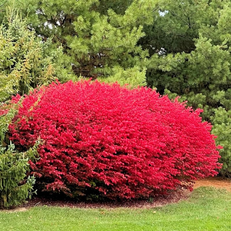 Dwarf Burning Bush Live Plant in 4" Pot, Hardy Landscape Plant for Borders and Garden Design, Red Shrub