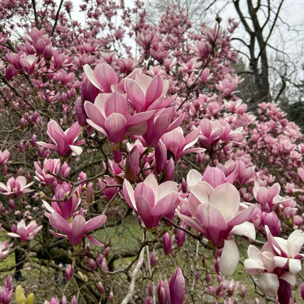 Jane Magnolia Live Plant, Vibrant Magnolia Tree 2 to 3 Feet Tall in 3 Gallon Pot for Garden, No Ship to CA