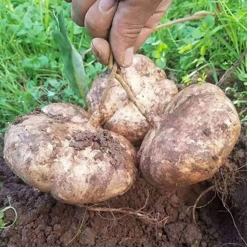 100 Jicama Seeds for Planting Outdoor, Easy Growing Mexican Yam Bean, Tasty Root Vegetable for Your Garden