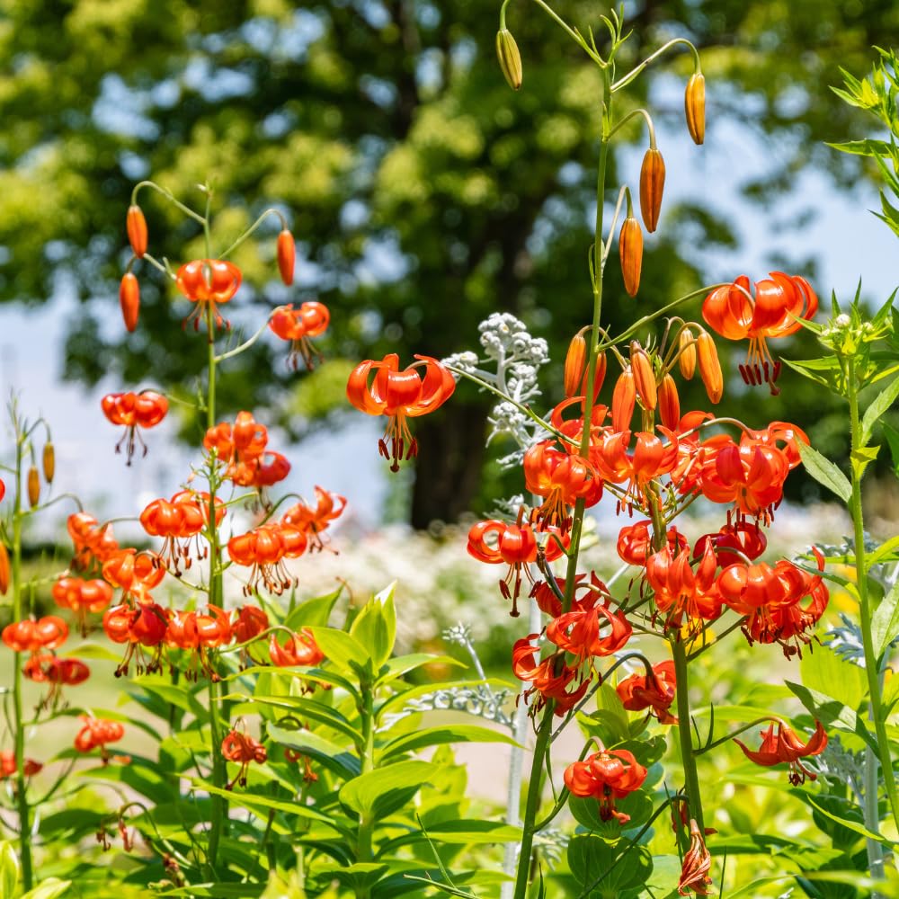 10 Tiger Lilies Bulbs for Planting, Turks Cap Lily Bulbs, Perennial Flower Bulb
