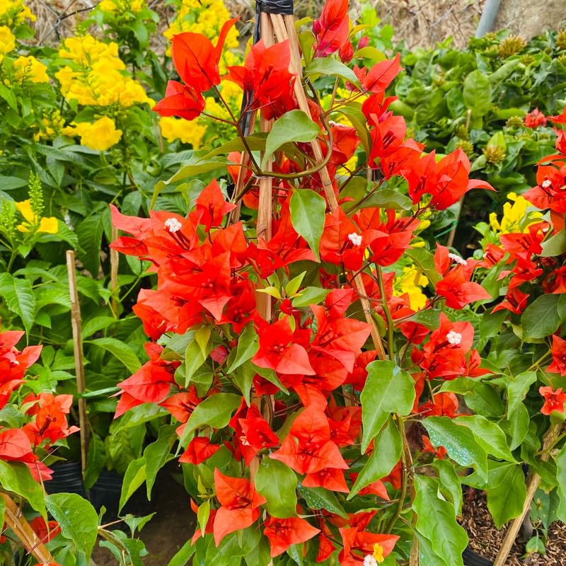 Set 2 Bright Orange Bougainvillea Plants, 5-8" Tropical Bougainvillea Plant Starter, Colorful Perennial Blooms, Live Well Rooted Plant