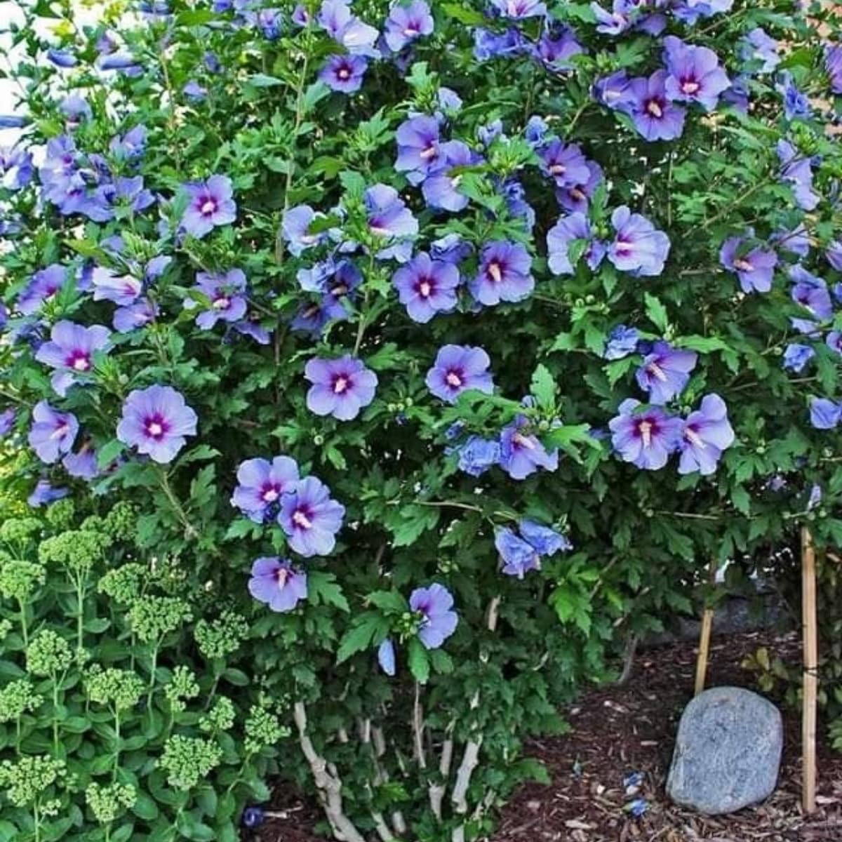 Purple Rose of Sharon Live Plant, 6-12" Tall Althea Hibiscus Plants in Quart Pot, Perennial Hardy Hibiscus Plant Bush for Outdoors Garden, Dormant in Winter