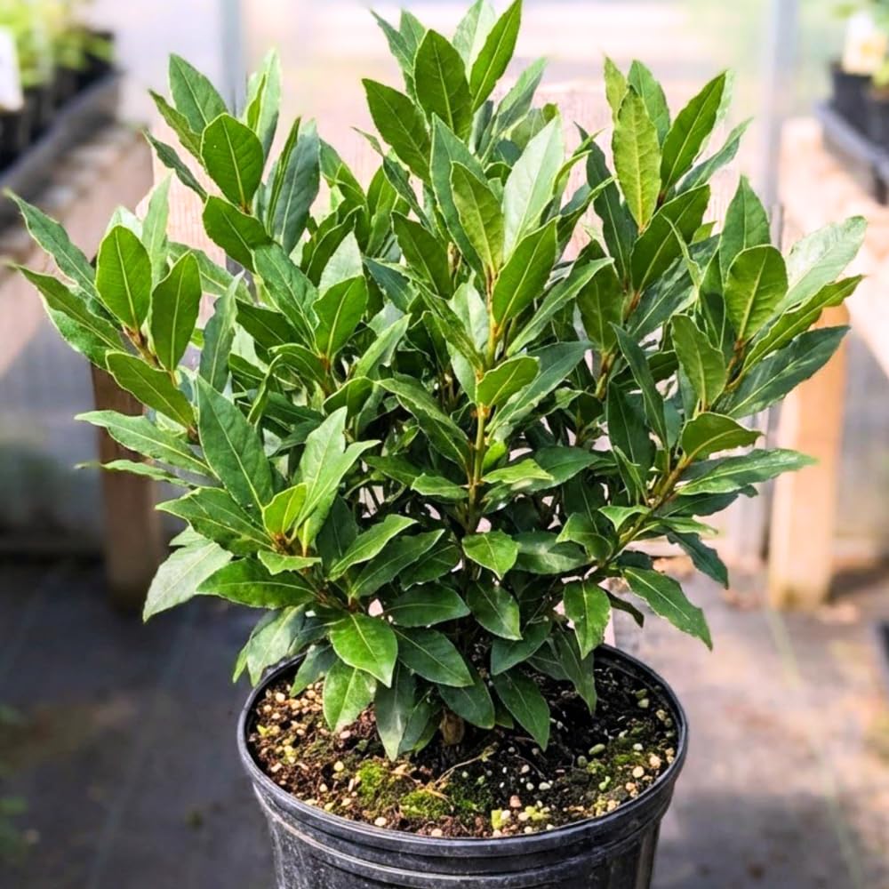 Bay Leaf Plant Live, 4-8" Tall, Laurus Nobilis Herb Plant, Fragrant Bay Laurel Tree for Outdoor Planting