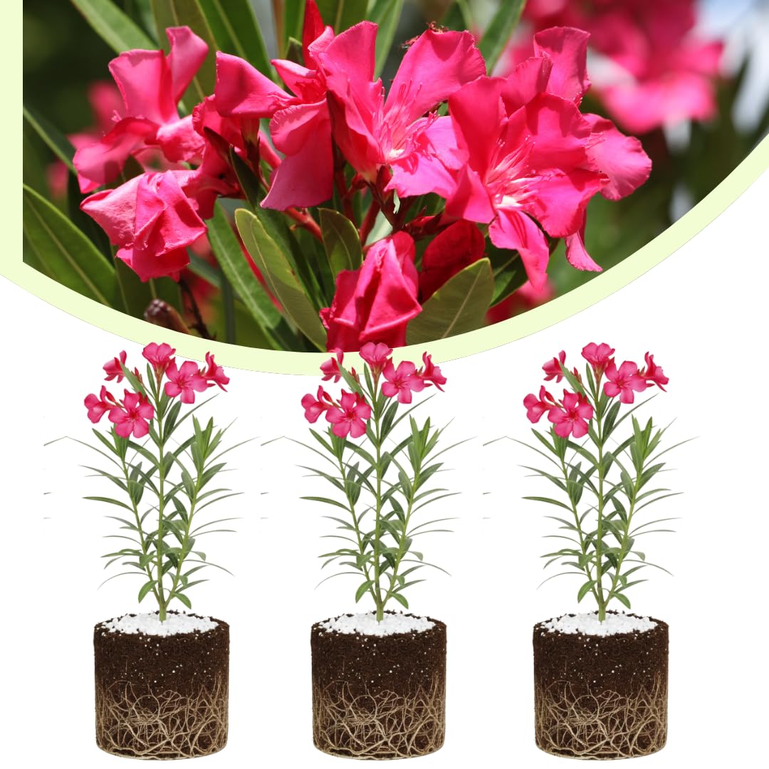 Set of 3 Pink Oleander Plants, Oleander Flower Bushes, Fragrant Flower Plants, 4 to 7 inches Tall for Indoor or Outdoor Planting