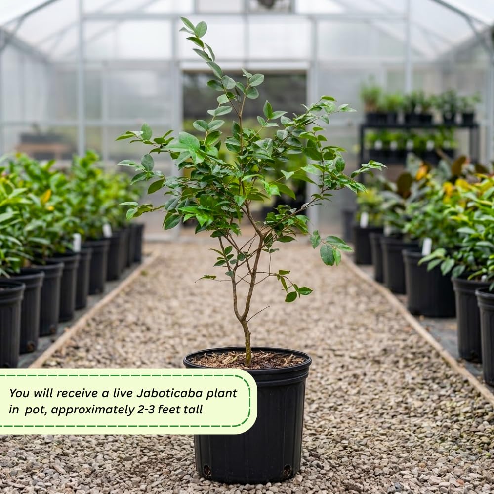 Jaboticaba Tree Live Plant, Jaboticaba Tree, Jabuticaba Fruit Tree, 2-3 Feet Tall, Black Jabuticaba Plant for Indoor Outdoor Growing