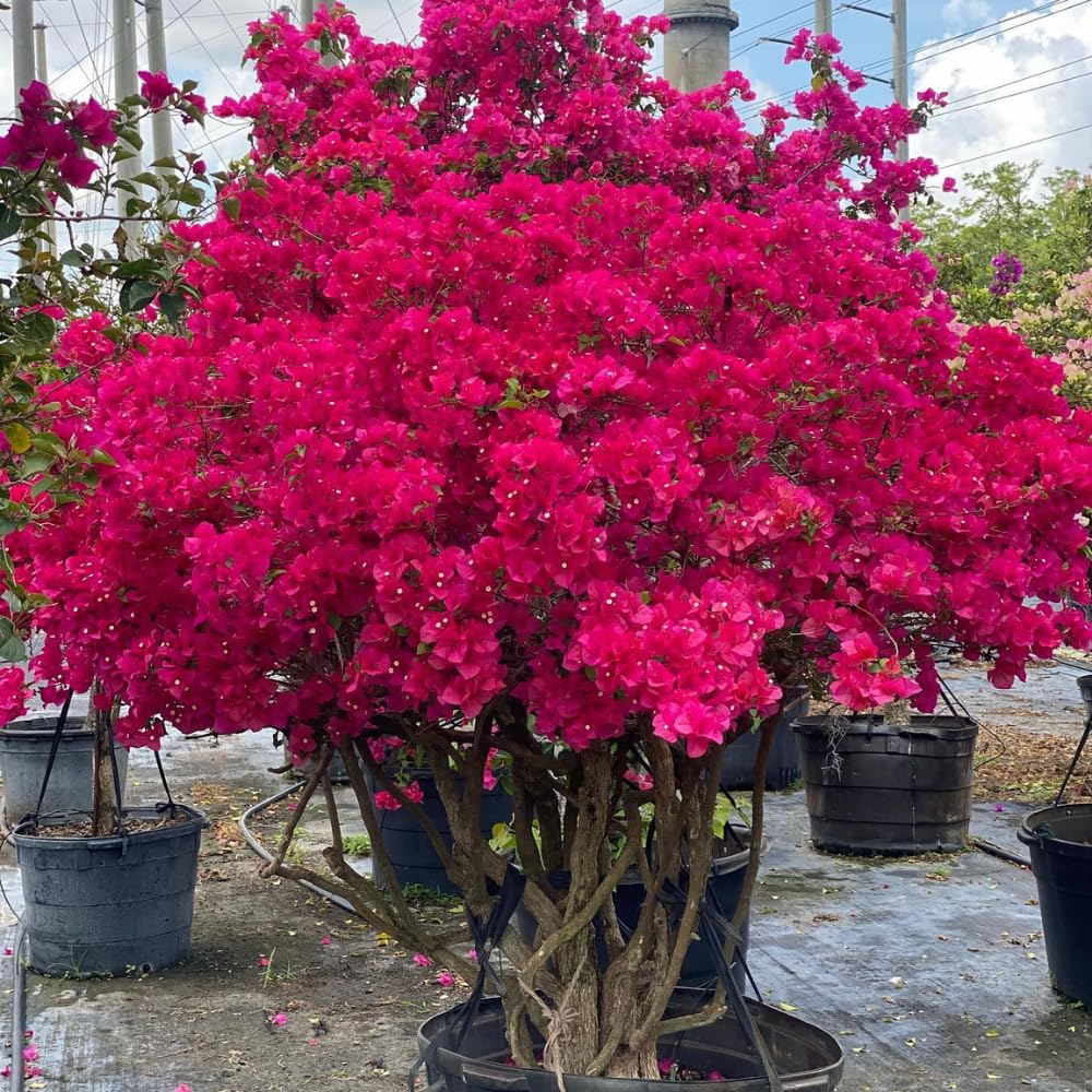 Set of 2 Bougainvillea Plants, Tropical Flowering Bougainvillea, Colorful Perennial Blooms, 5-8 Inches Tall for Indoor or Outdoor Planting (Magenta Red Bougainvillea)
