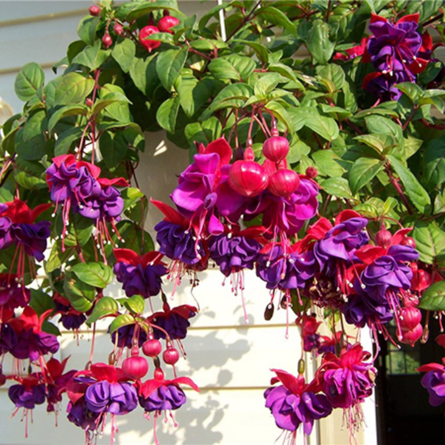 Purple Fuchsia Plants Live, Set 3, Fuchsia Flower Live Plants for Your Garden, Size Plant from 3 to 4 Inches
