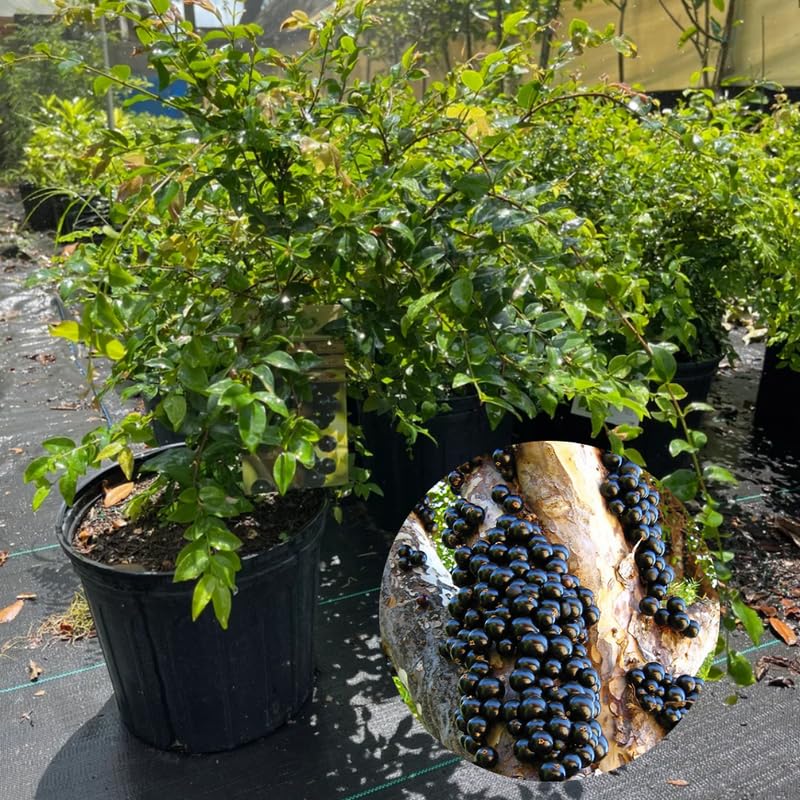 Jaboticaba Live Plant, Black Jabuticaba Tree Plant, Live Brazilian Grapetree 2-3 Feet in 3 Gallon Pot, No Shipping to CA