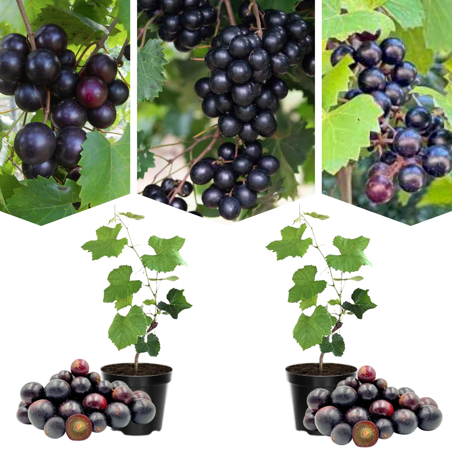 Dark Grape Plant Live, Sweet Grapes Vines, 6 Months Old, Sweet Grape Fruit Tree for Planting 4-8'' Tall