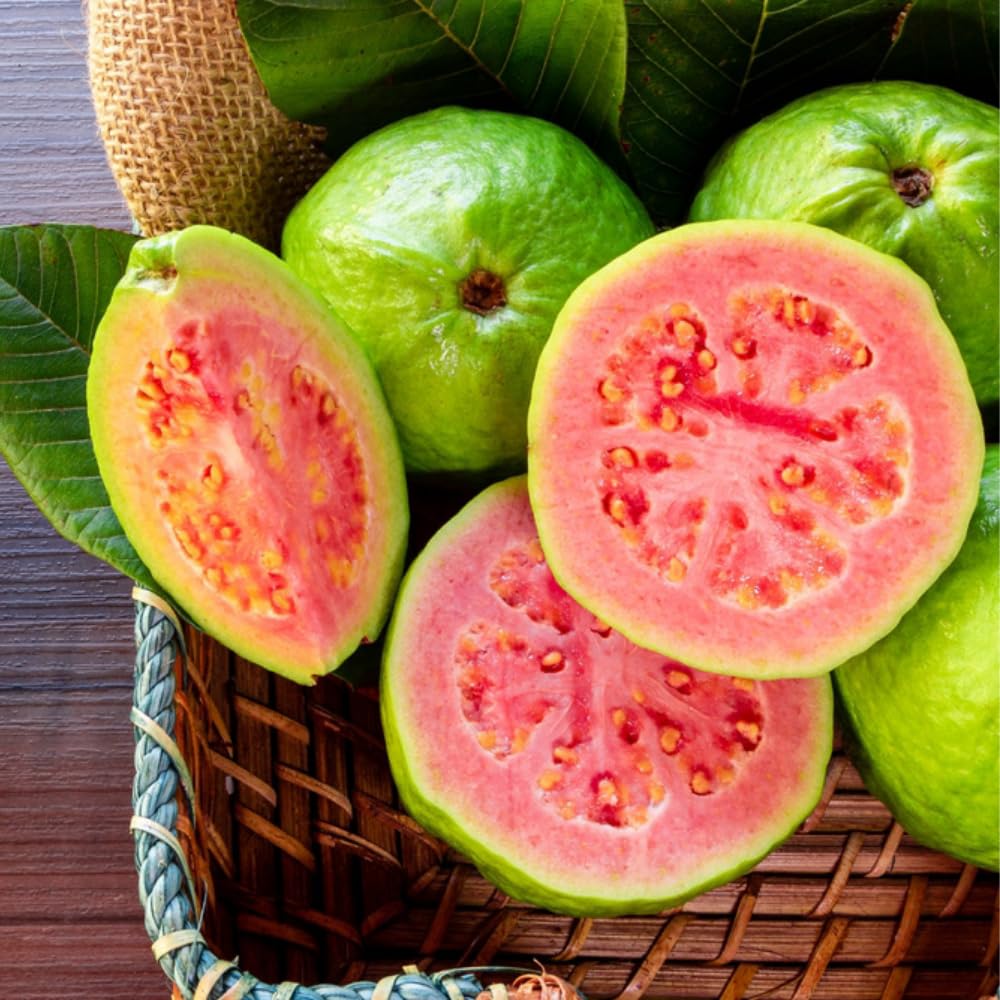 Pink Guava Plant Live, Hardy Tropical Guava Plant 3-4 Feet, Guava Fruit Tree Well Rooted in 3 Gallon Pot, No Ship to CA