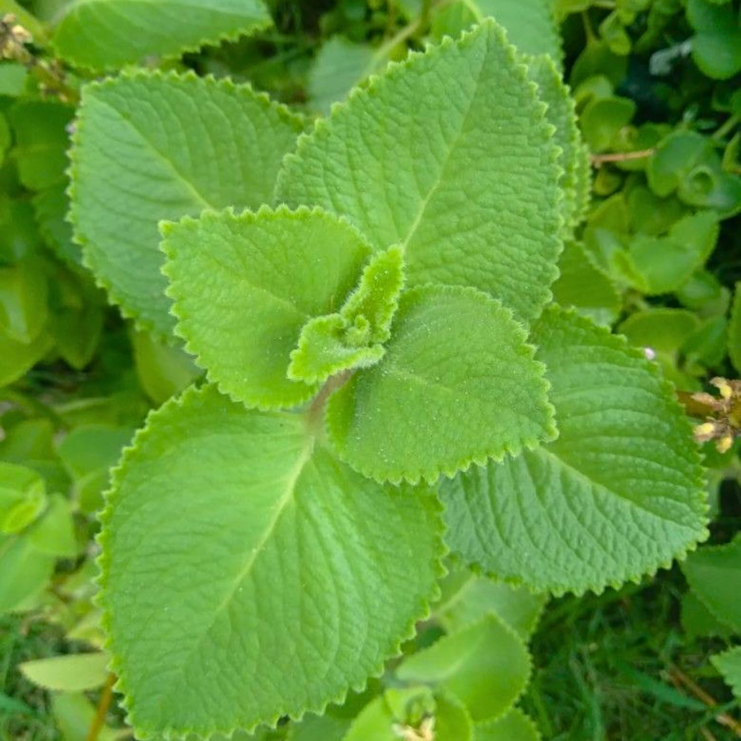 Set 2 Cuban Oregano Live Plants, Well Rooted Oregano Herb Plants 4-8 Inches, Indoor Outdoor Growing