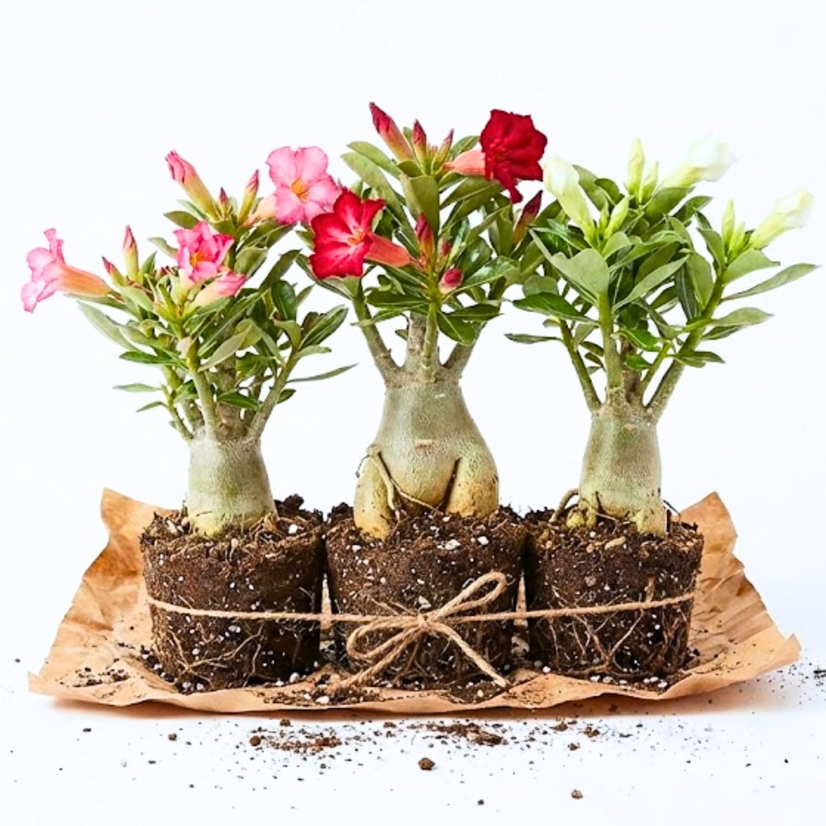 Set of 3 Mixed Desert Rose Plants Live, 4-8" Tall, Adenium Obesum Succulent Live Plants to Grow Indoor Outdoor
