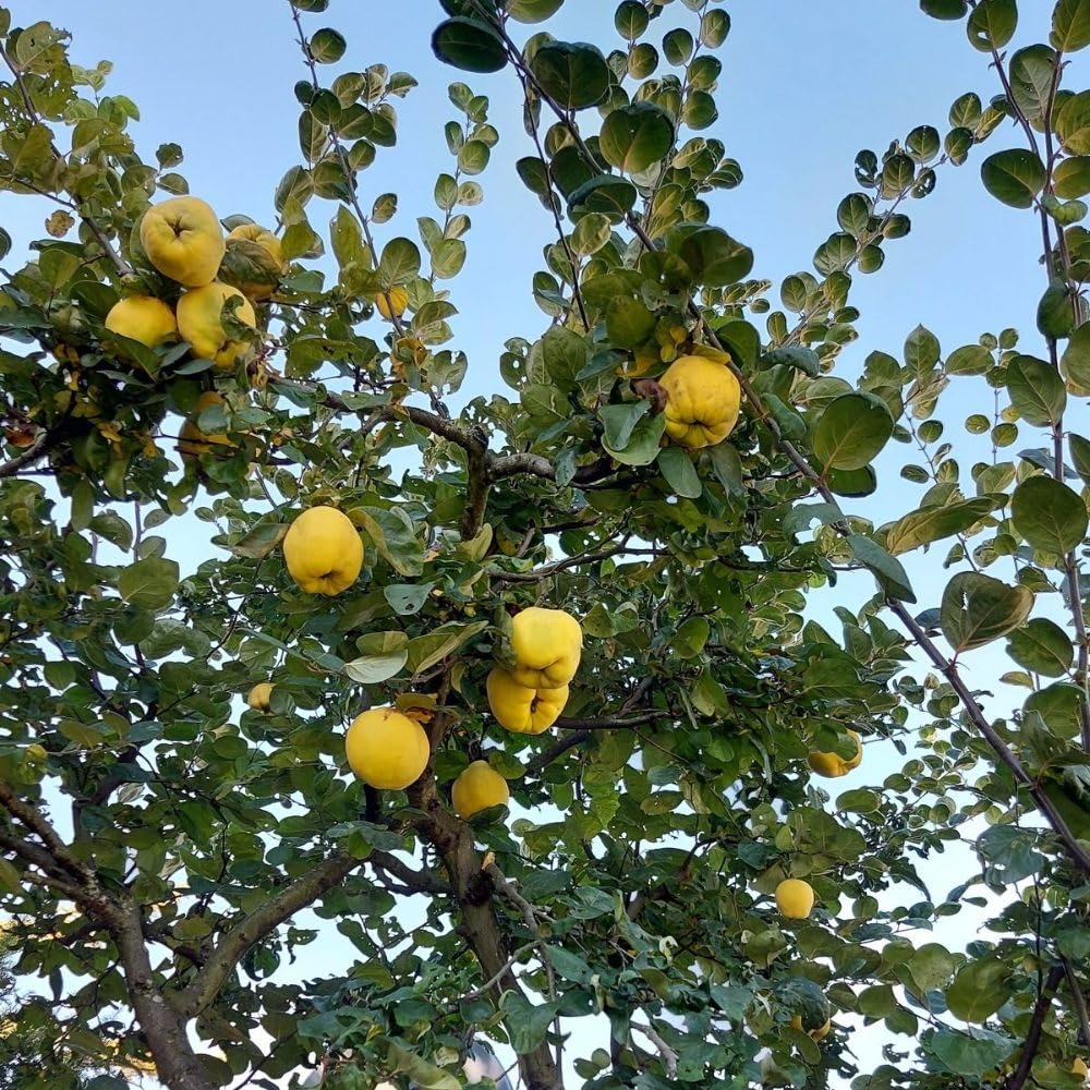 Live Quince Tree Plant 2-3 Ft Tall, Hardy Deciduous Fruit Tree, Edible Yellow Quince Fruit Tree for Outdoor Garden Landscape