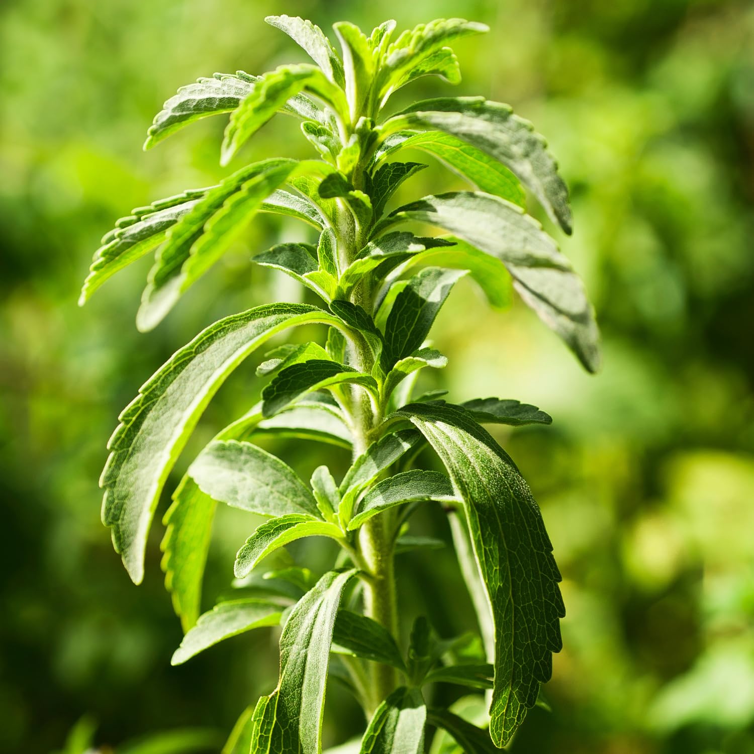 2 Stevia Plants Live, 5-9 Inch Tall, Stevia Seedlings for Planting Indoor Outdoor, Stevia Mint Herb