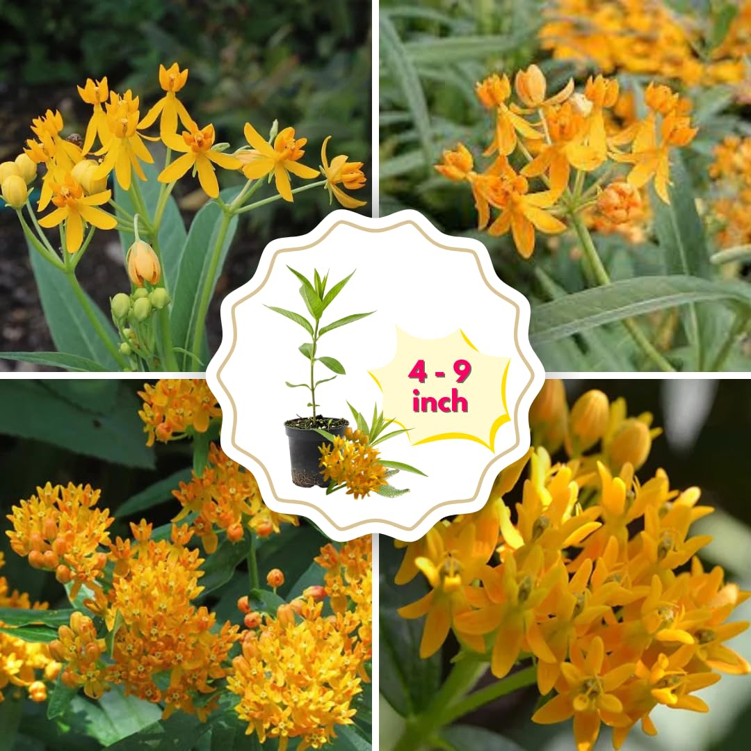 2 Butterfly Milkweed Plants Live, Tropical Milkweed Live Plants, Asclepias Tuberosa Plants, 4-9" Height for Outdoor Planting (Yellow Milkweed)