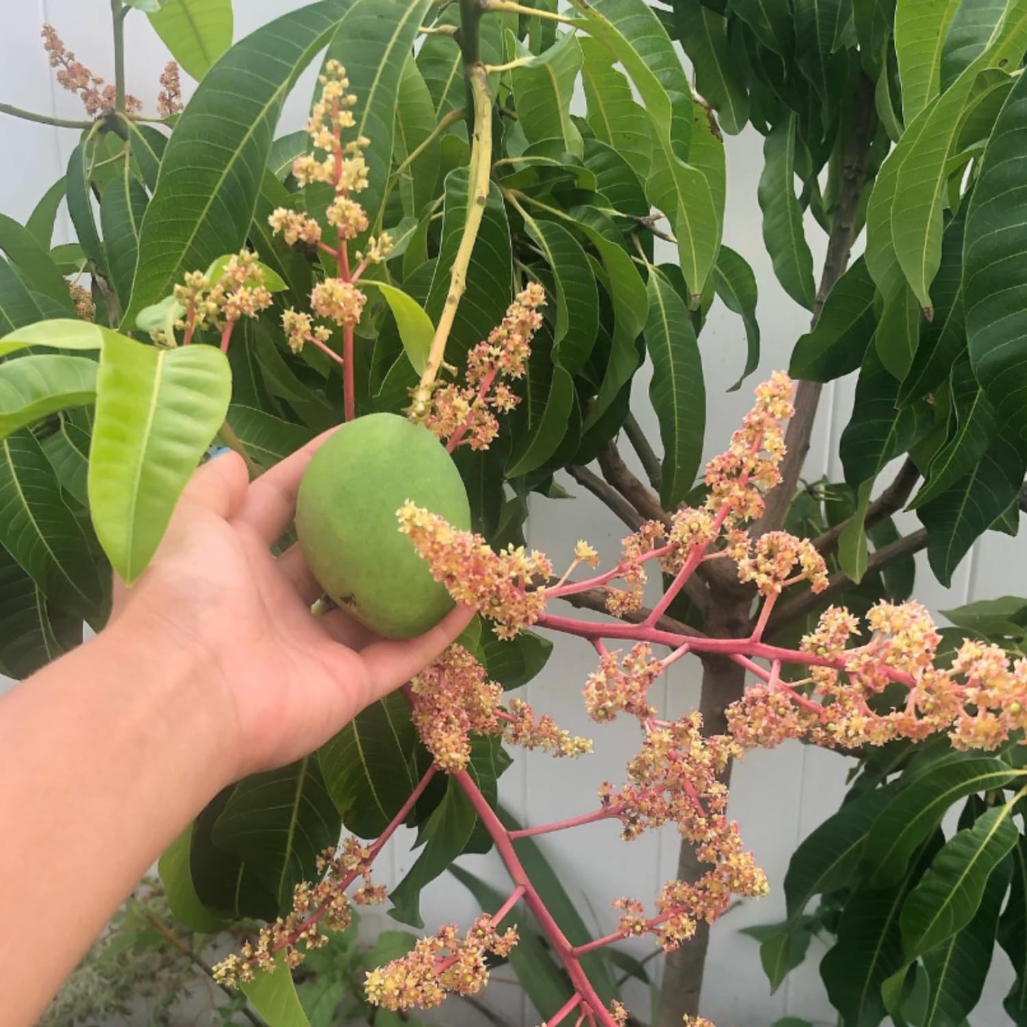 Large Carrie Mango Plant Live, Sweet Tropical Mango Live in 3 Gallon Pot, Mango Fruit Tree for Outdoor Planting, 3-4 Feet Tall, No Ship to CA