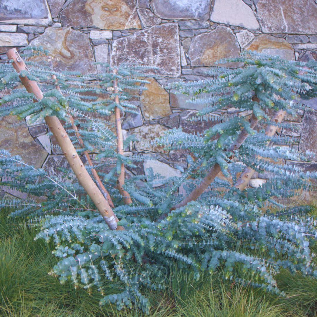 Set of 3 Silverdrop Eucalyptus Trees Live Plants Bushes for Containers and Landscapes, Easy-Care, Starter Size, 3.5 to 6 Inc Tall, No Pot, Fragrant, Cold Hardy