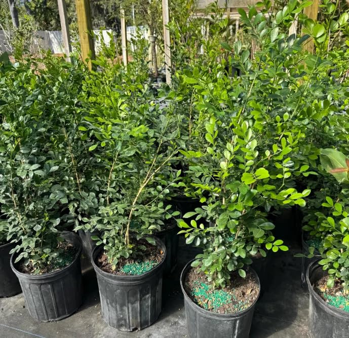 Orange Jasmine Plant Live, 2 Year Old Fragrant Jasmine Flowers, Hardy Tropical Flowering Shrub in 3 Gallon Pot, No Shipping to CA