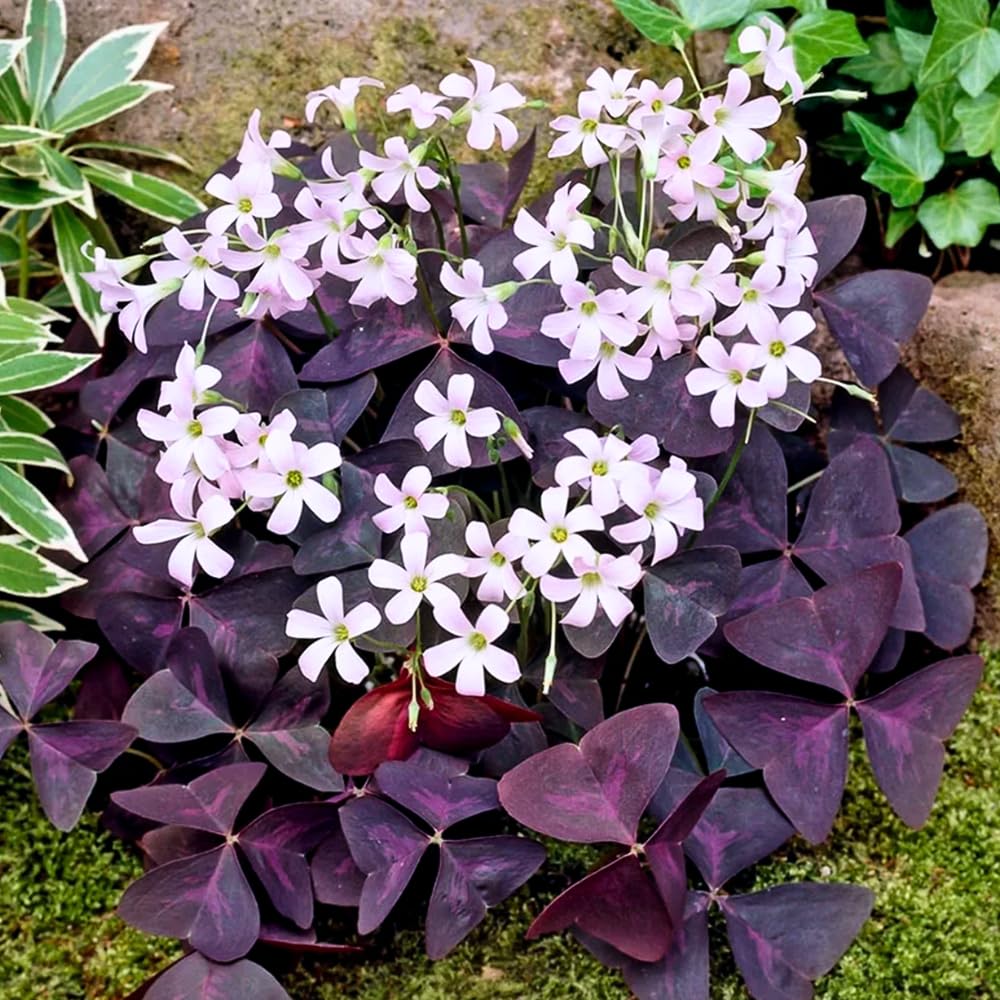 Oxalis Triangularis Live Plant, Purple Shamrock Plant Live, Oxalis Plant Live 4-9 Inch Tall, Oxalis Triangularis Purple