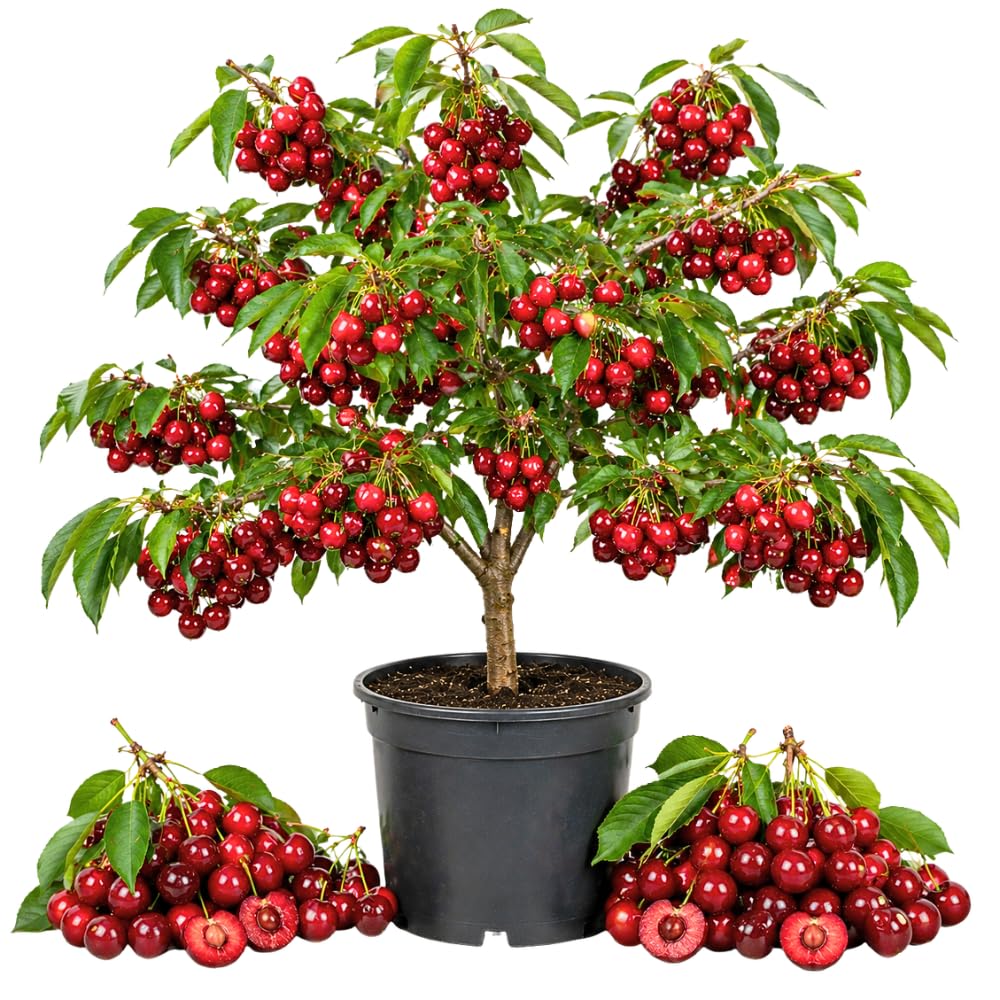 Cherry Live Tree Plant, 3-4 Feet Tall in 3 Gallon Pot, Cherry Trees Live Plants, Sweet Fruit Tree, Cold Hardy for Outdoor Gardening, No Ship to CA (Red)
