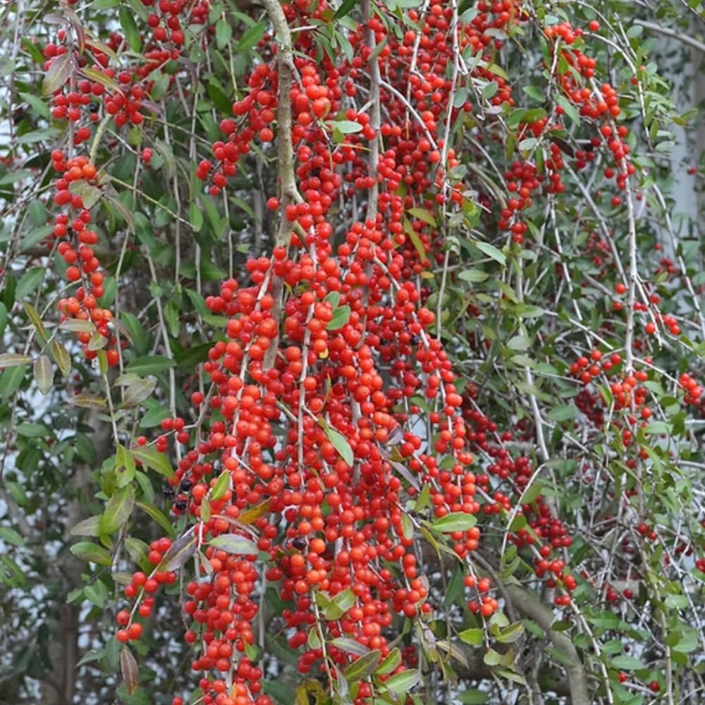 2 Weeping Yaupon Holly Trees Live Plants for Hedges and Borders, Well Rooted Plants 4-8” Tall