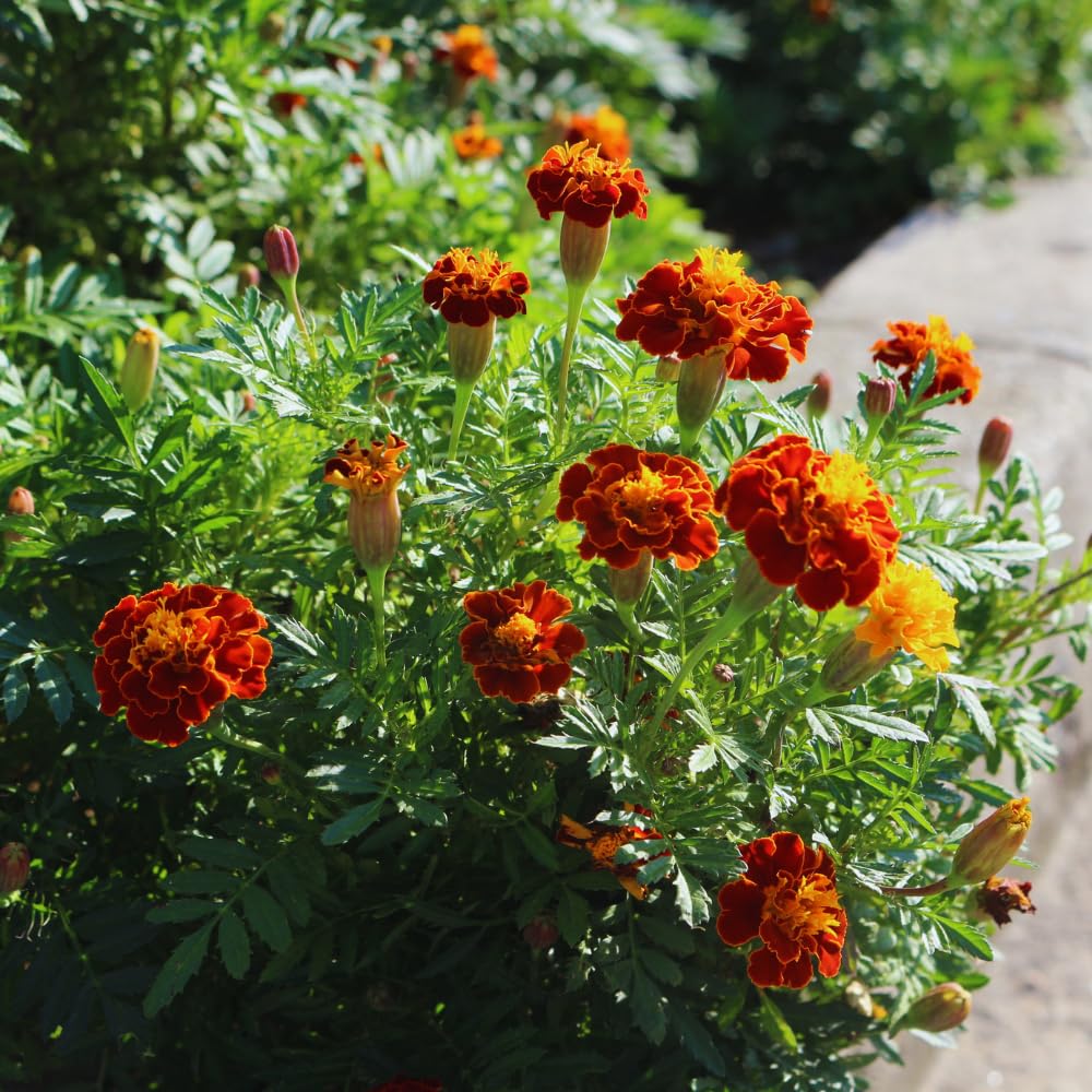 3 Orange Red Marigold Plants Live, 5 to 8 Inc Live Marigold Flower Plants