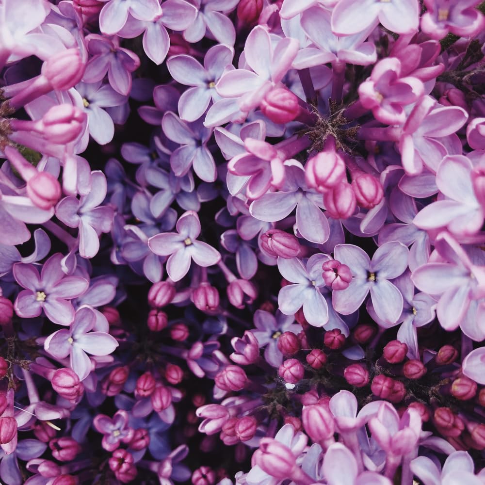 Purple Lilac Tree Live Plant, Lilac Bushes Live Plant, 4 Inc Potted, Dormant in Winter