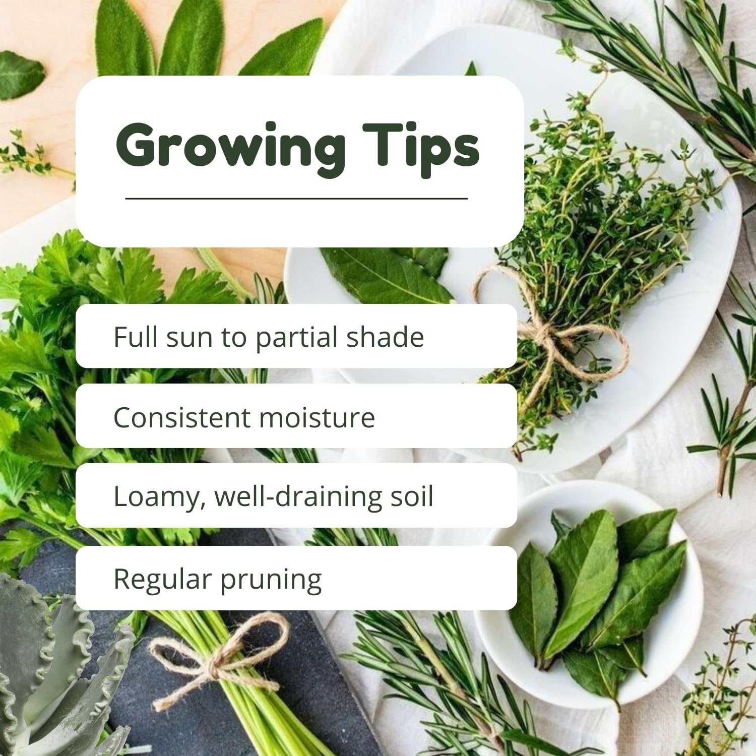 Set of 3 Assorted Herb Plants Live, Well Rooted Herbs Plant 4-7'' Tall, Including Rosemary, Lemon Balm and Additional Varieties, Herb for Culinary and Outdoor Planting