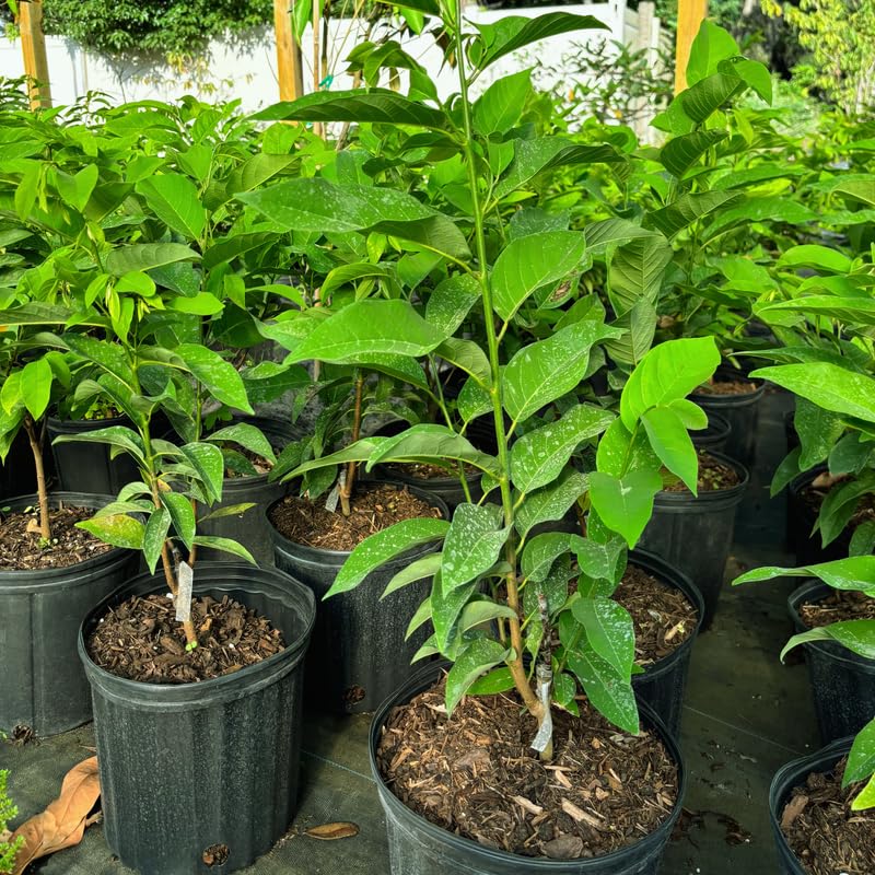 Red Sugar Apple Tree, Sugar Apple Fruit Trees Live Plants, 3 Gallon Pot, 2-3 Ft Tall Plant for Growing Outdoor, No Ship to CA
