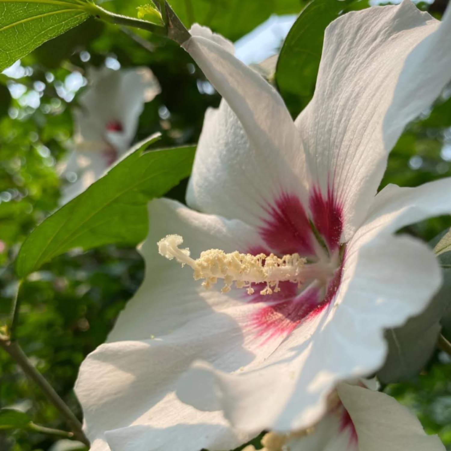 Rose of Sharon Tree Live Plant, Althea Hibiscus 1.5-2.5 Ft Tall, Perennial Hardy Hibiscus Plant for Outdoors Garden