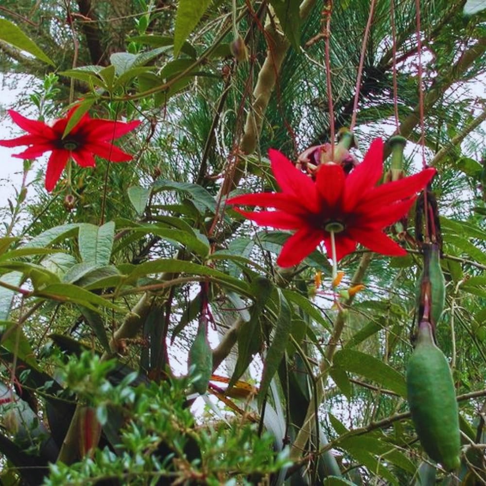 Set 2 of Passion Flower Vine Live Plant, 5 to 8 Inc Tall, Red Passion Flower Plants Live Growing Outdoor Indoor