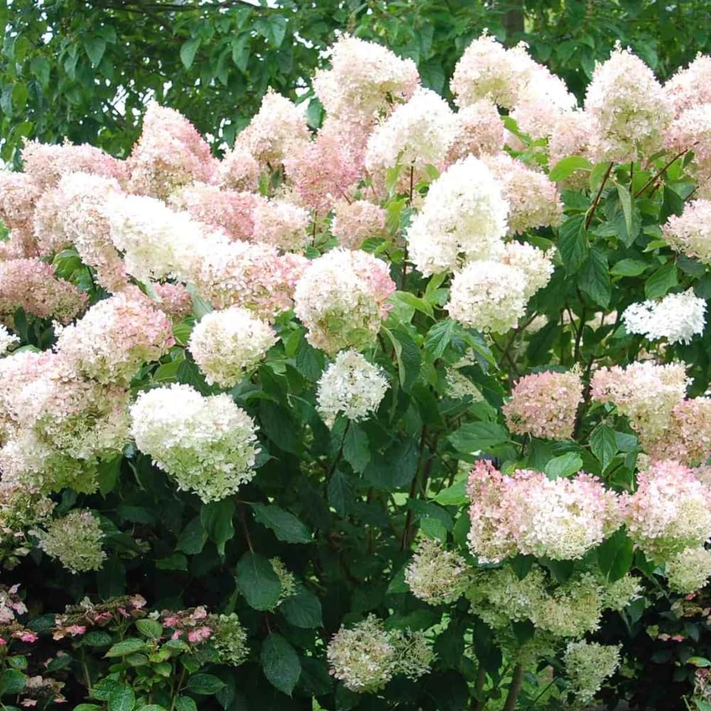 Hydrangea Live Plant, 6-12 Inch Tall, Hardy Flowering Shrub in 2.5" Pot, Outdoor Garden Hydrangea Bush (Pink White Hydrangea)