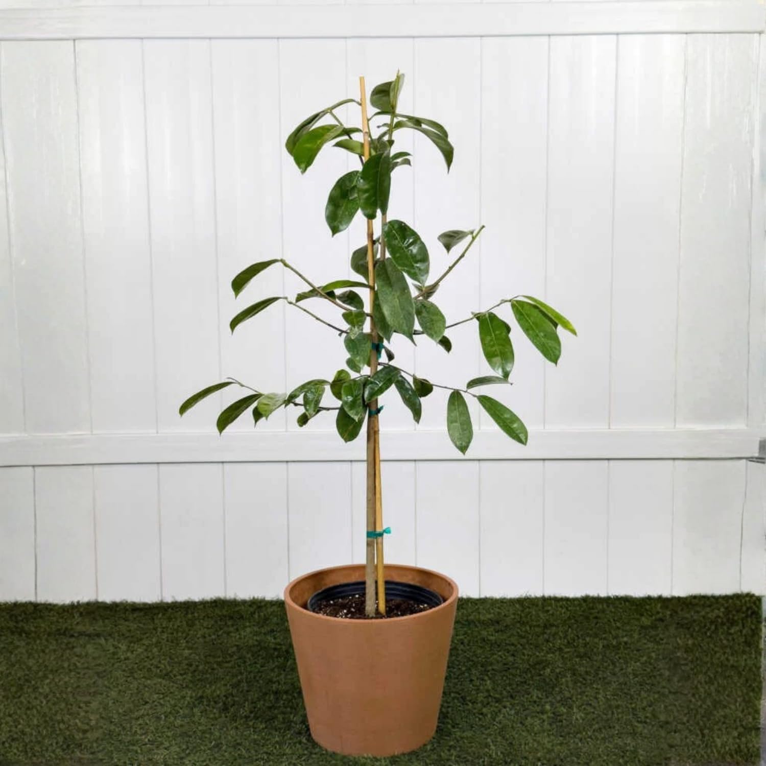 Soursop Tree Plant Live 2-3 Feet Tall, Tropical Soursop Trees in 3 Gallon Pot, Container and Outdoor Growing, Easy Care, High Yield