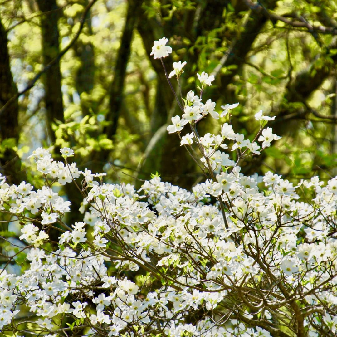 Live Dogwood Tree Plant, White Flowering Dogwood, 1 Feet Tall for Planting