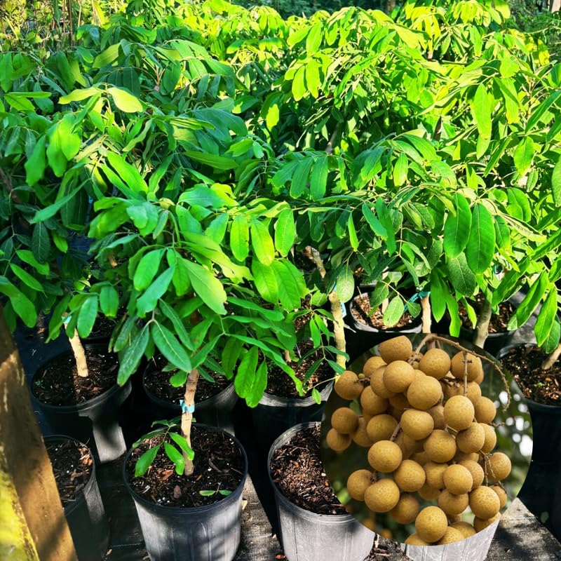 Longan Fruit Tree Live Plant, Tropical Fruit Plant Ready to Plant, 3-4 Ft Tall in 3 Gallon Pot, No Shipping to CA