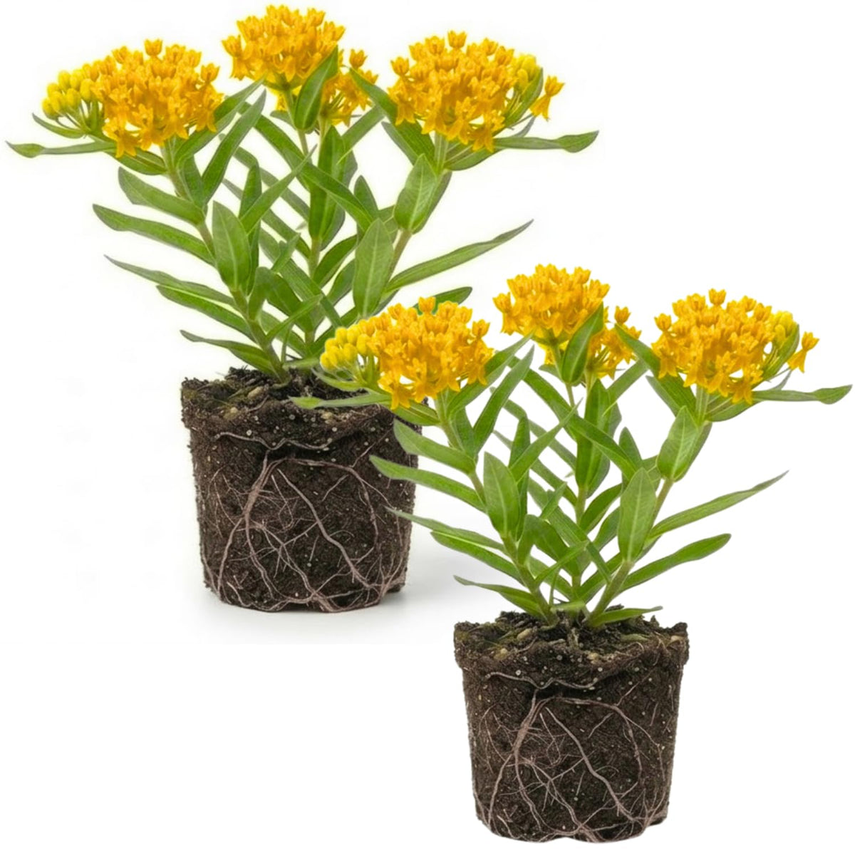 Set 2 Yellow Milkweed Plants Live, 5-8" Tall Perennial Butterfly Milkweed Plants, Well Rooted, Asclepias Tuberosa Live Plant