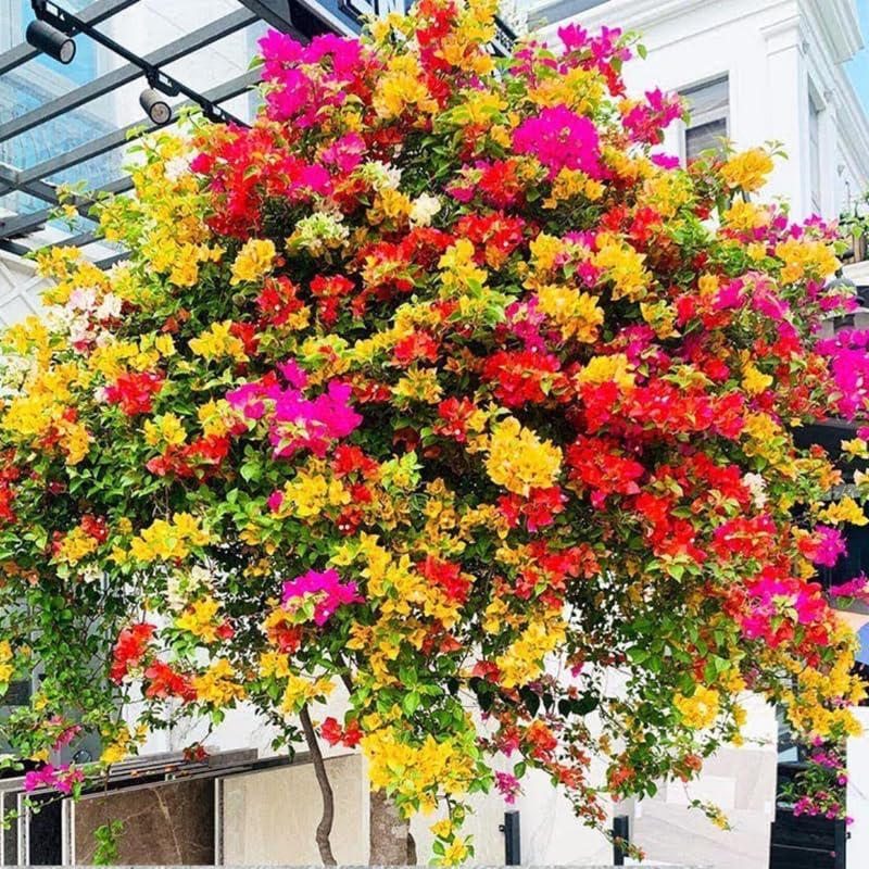 3 Mixed Bougainvillea Plants Live, 4-8” Tall Well-Rooted Bougainvillea Vine Flower Plants, Tropical Climbing Plants, No Pot