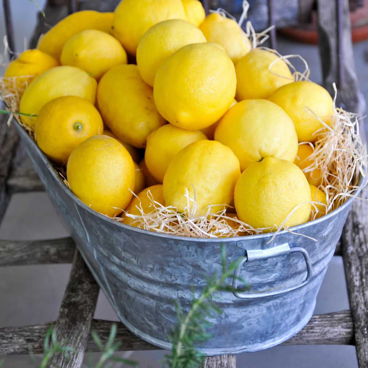 Meyer Lemon Tree Live Plant in 3 Gallon Pot, Fruit-Bearing Citrus Tree, High-Yielding, Fast-Growing Tropical Fruit Plant for Outdoor Garden